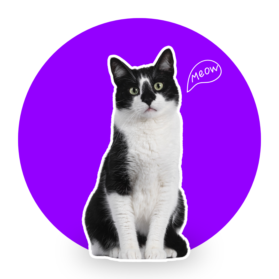 Gatti