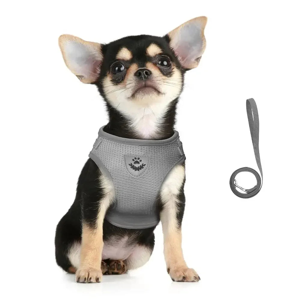 SafePet